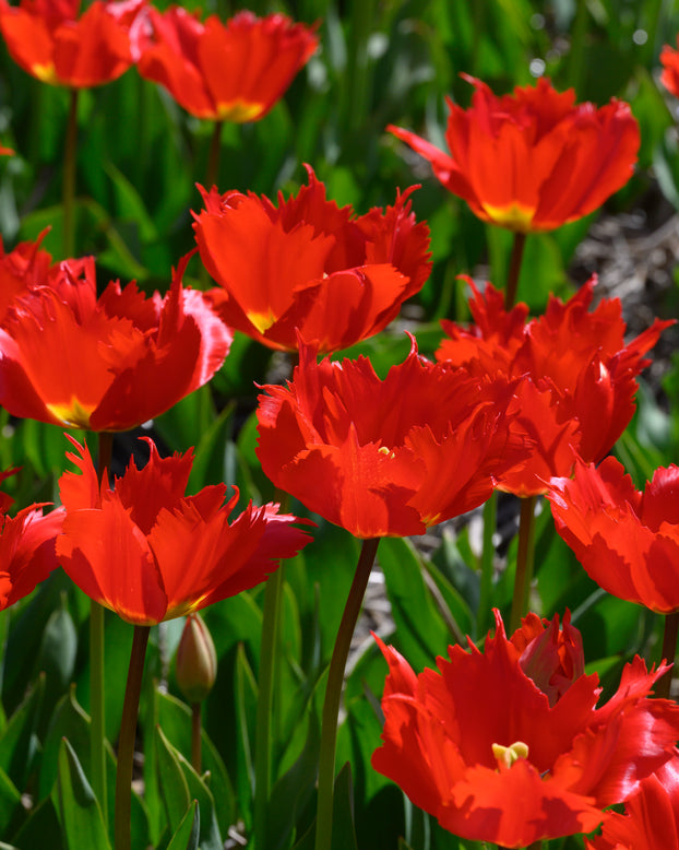 Tulip 'Robbedoes'