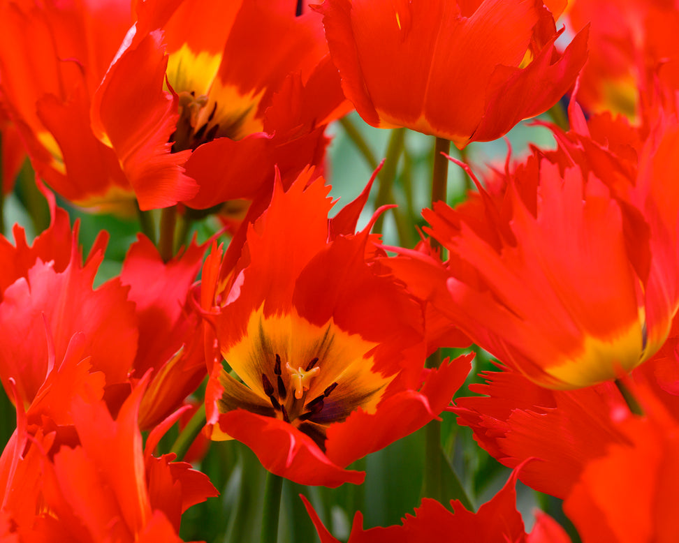 Tulip 'Robbedoes'