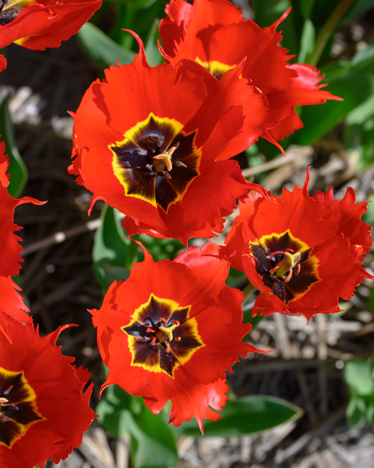 Tulip 'Robbedoes' bulbs | Buy online at Farmer Gracy UK