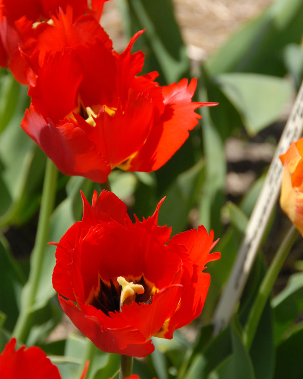 Tulip 'Robbedoes'