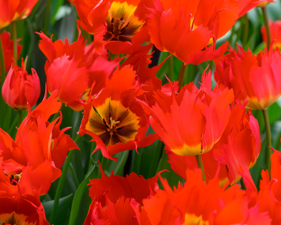 Tulip 'Robbedoes'