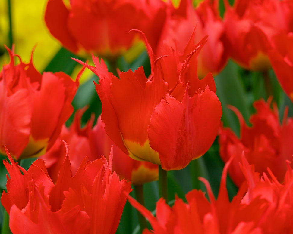Tulip 'Robbedoes'