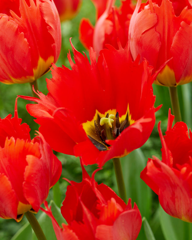 Tulip 'Robbedoes'