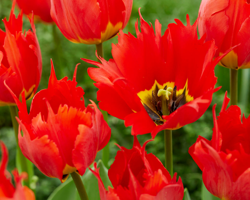 Tulip 'Robbedoes'