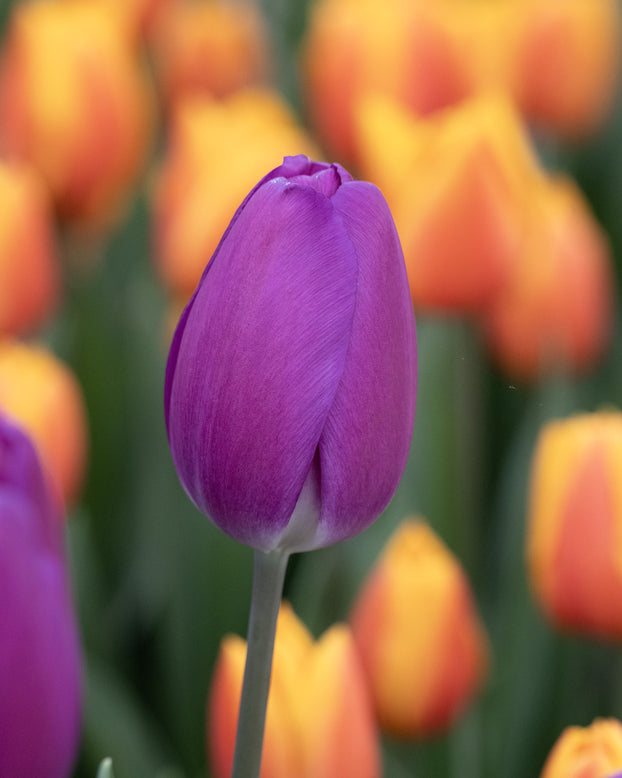 Tulip 'Roeska'