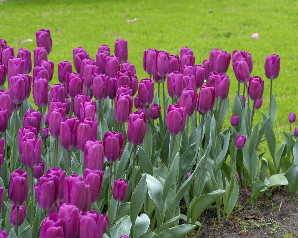 Tulip 'Roeska'