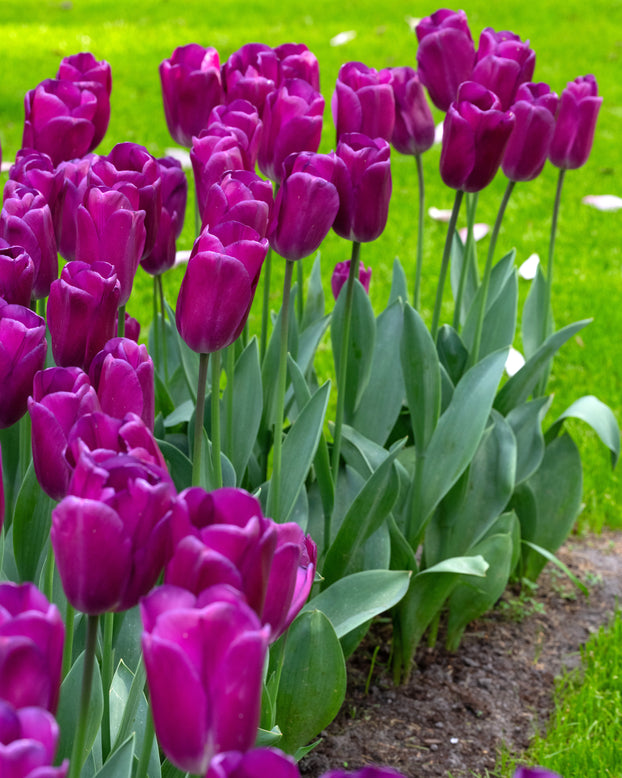 Tulip 'Roeska'