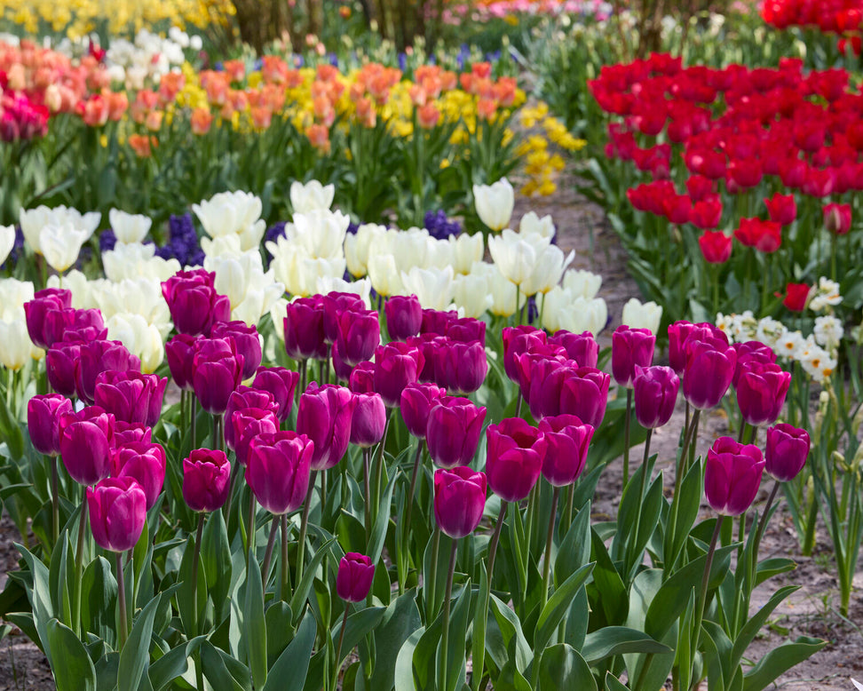 Tulip 'Roeska'