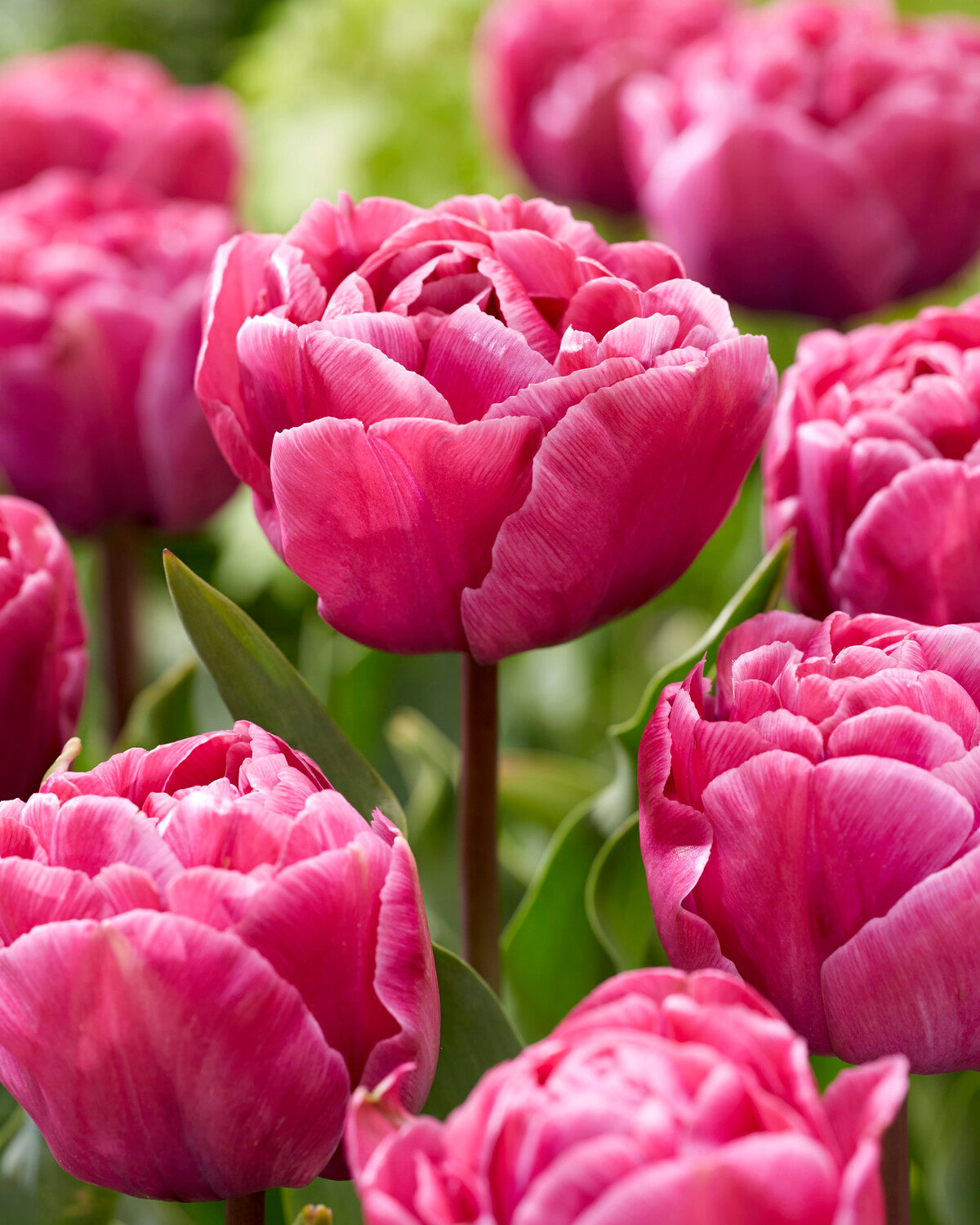 Tulip 'Rosy Diamond' bulbs | Buy online at Farmer Gracy UK