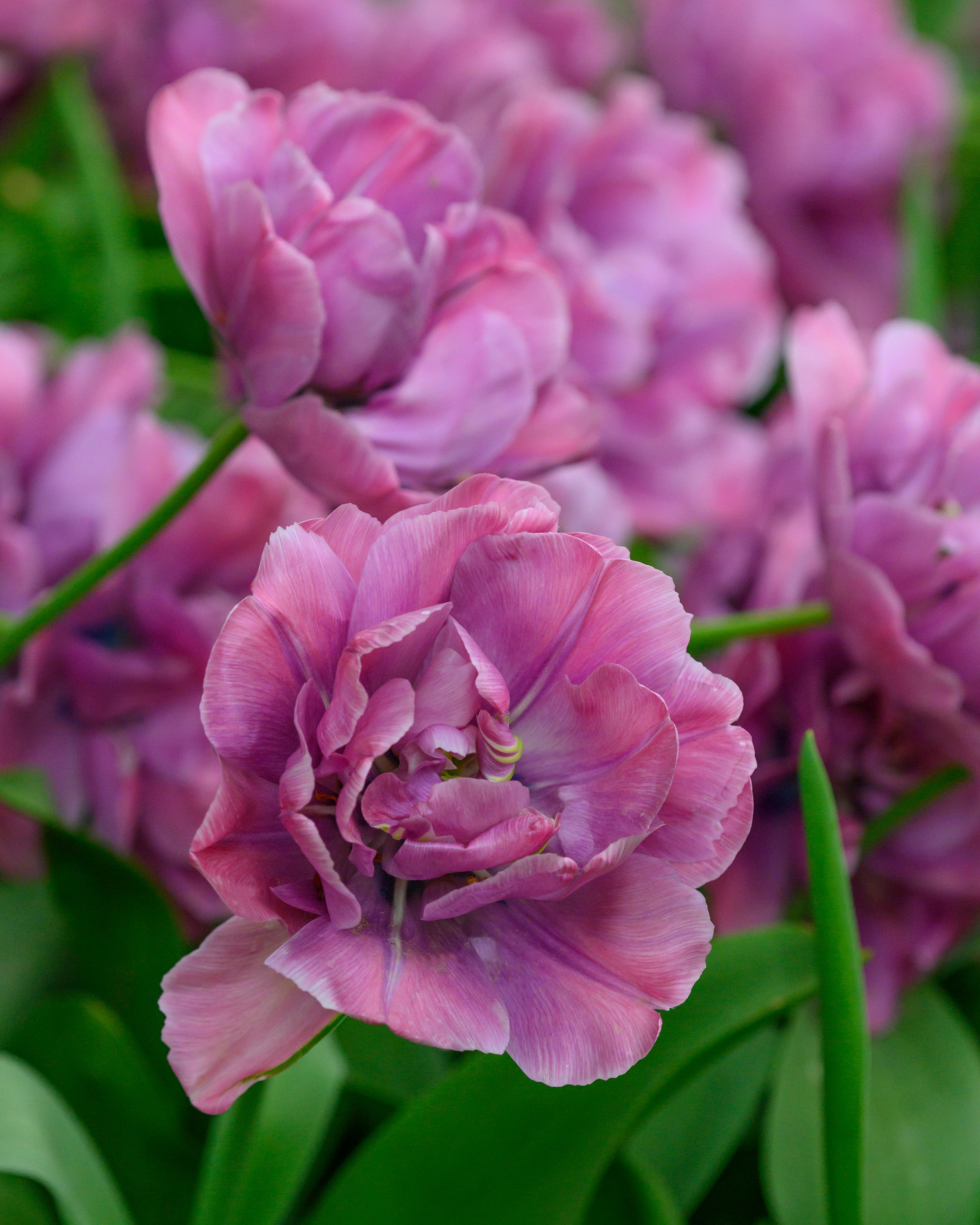 Tulip 'Rosy Diamond' bulbs | Buy online at Farmer Gracy UK