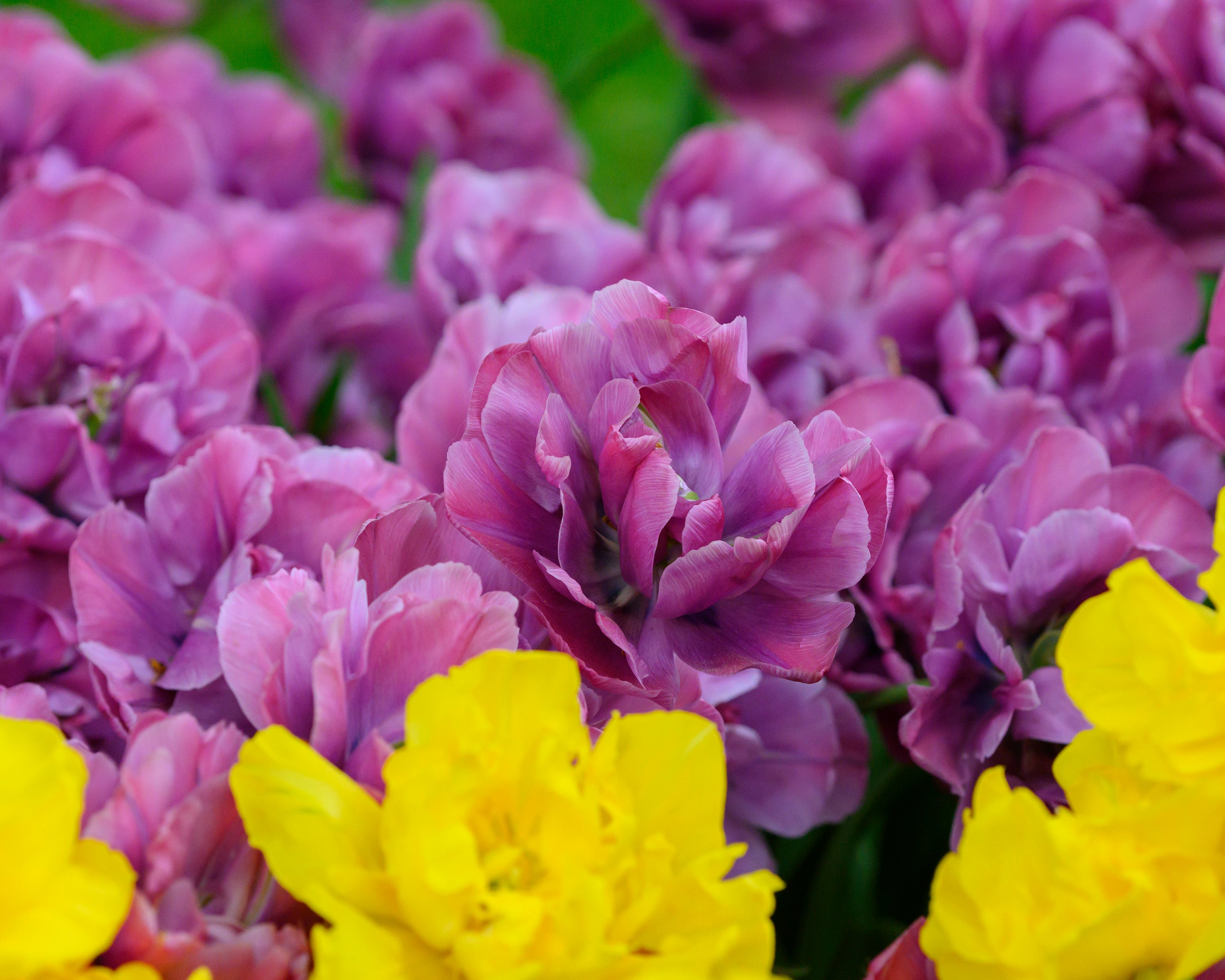 Tulip 'Rosy Diamond' bulbs | Buy online at Farmer Gracy UK