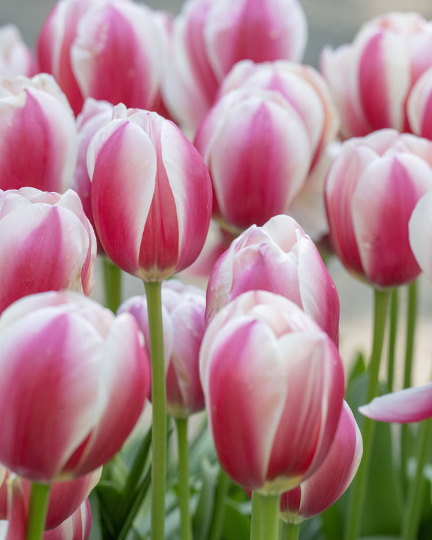 Tulip 'Russian Princess'
