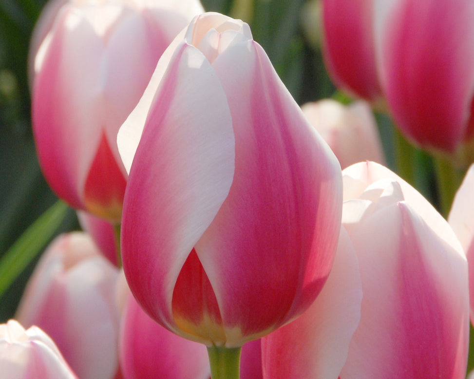 Tulip 'Russian Princess'
