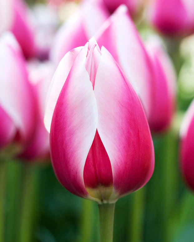 Tulip 'Russian Princess'