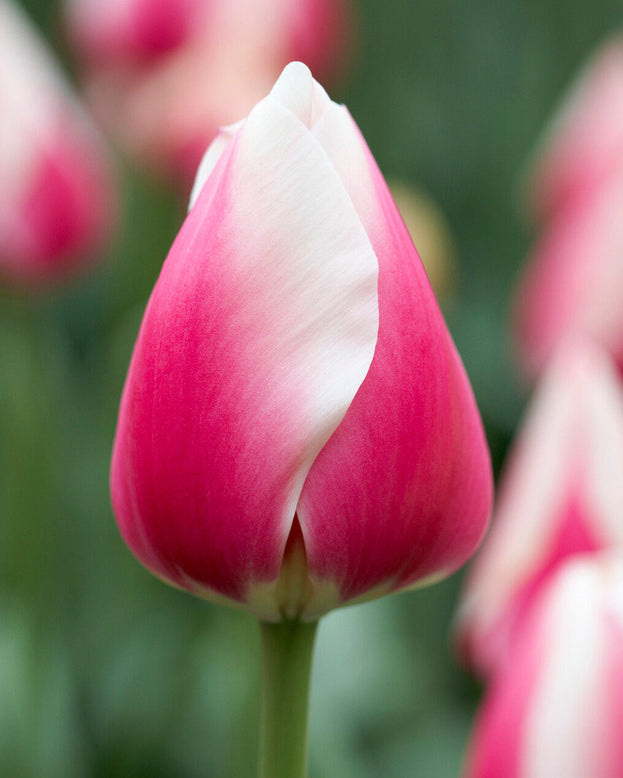 Tulip 'Russian Princess'