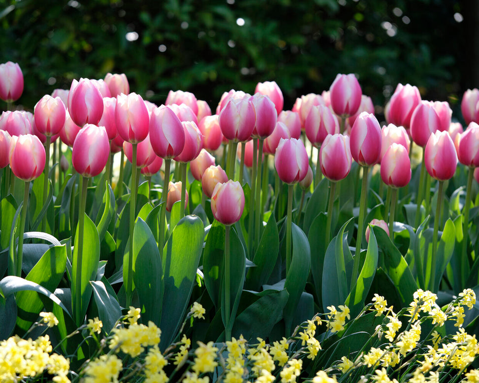 Tulip 'Russian Princess'