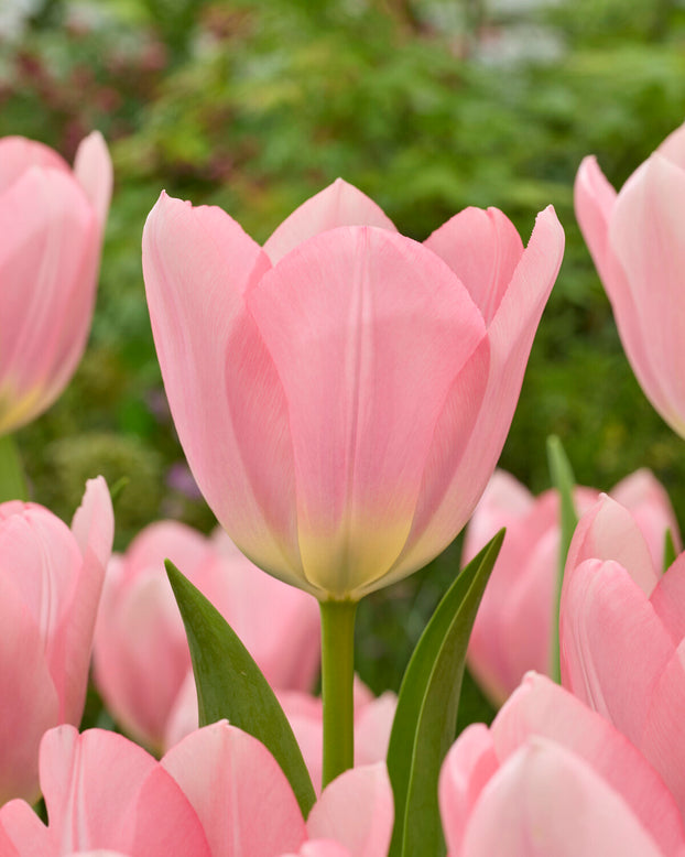 Tulip 'Salmon Dessert'