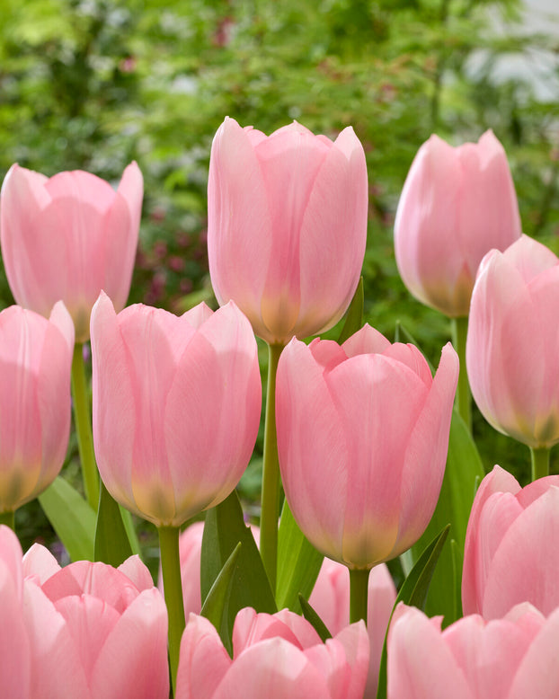 Tulip 'Salmon Dessert'