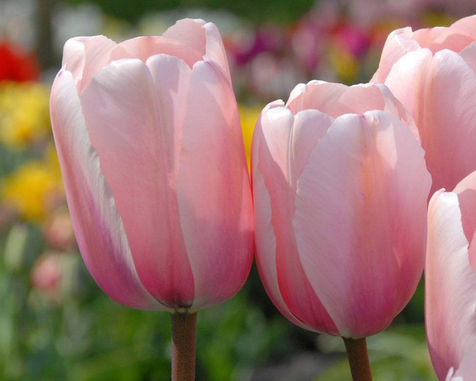 Tulip 'Salmon Impression'
