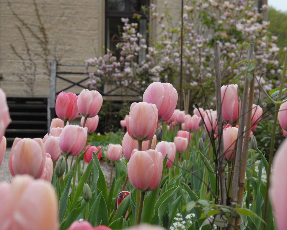 Tulip 'Salmon Impression'