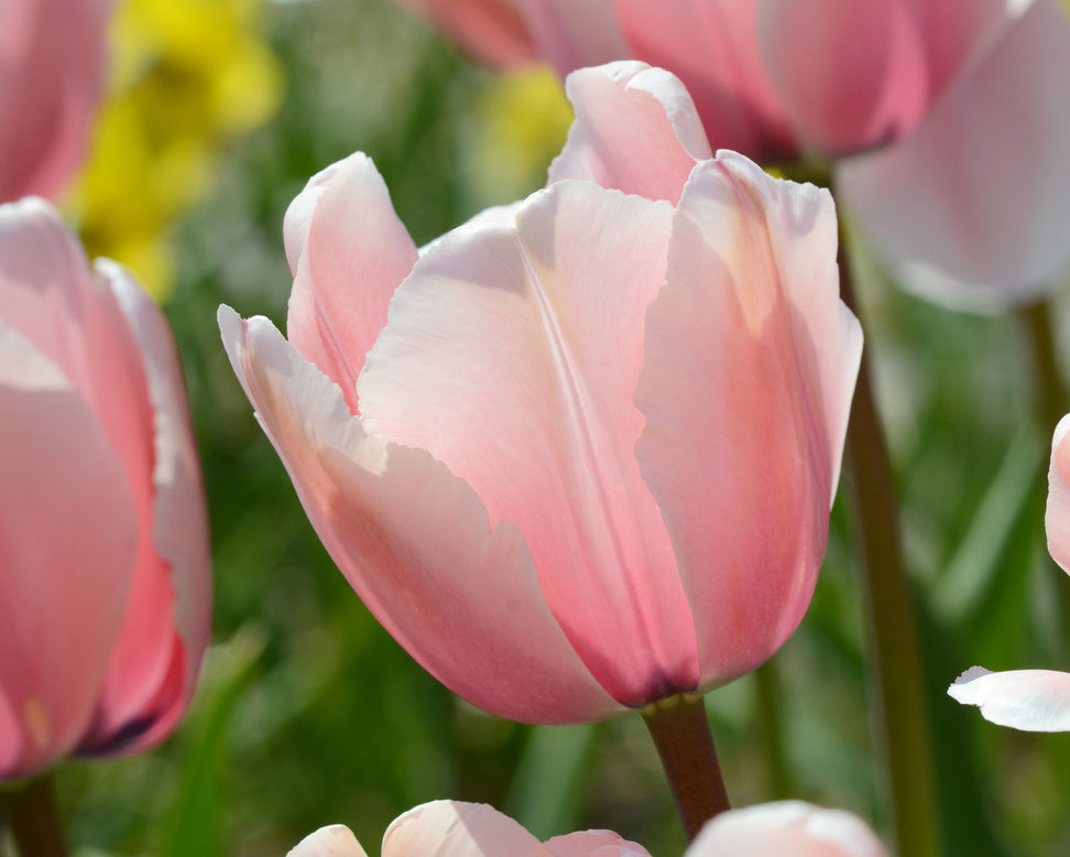 Tulip 'Salmon Impression'