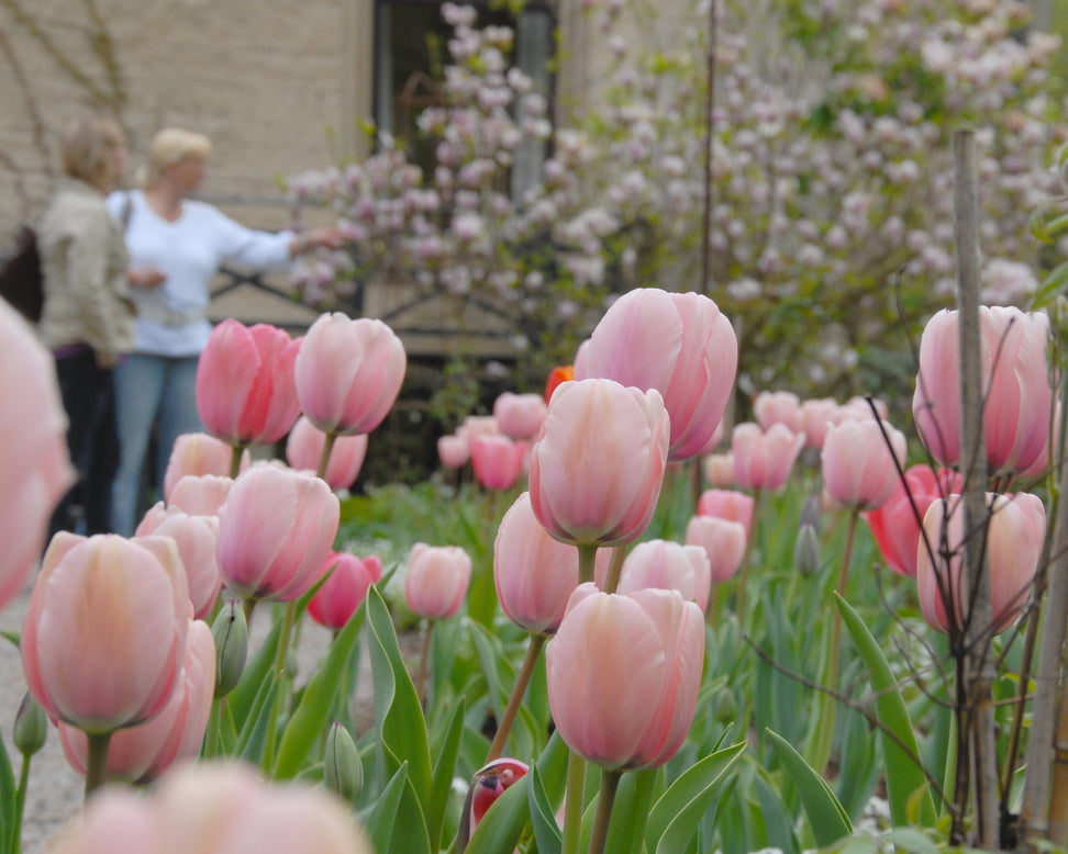 Tulip 'Salmon Impression'