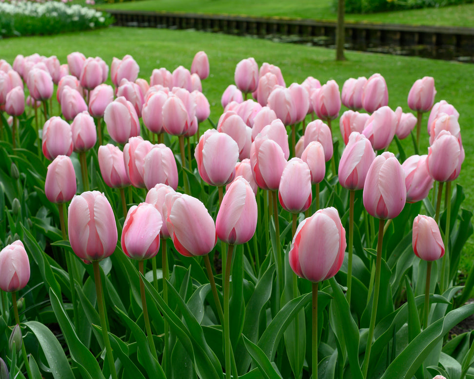Tulip 'Salmon Impression'