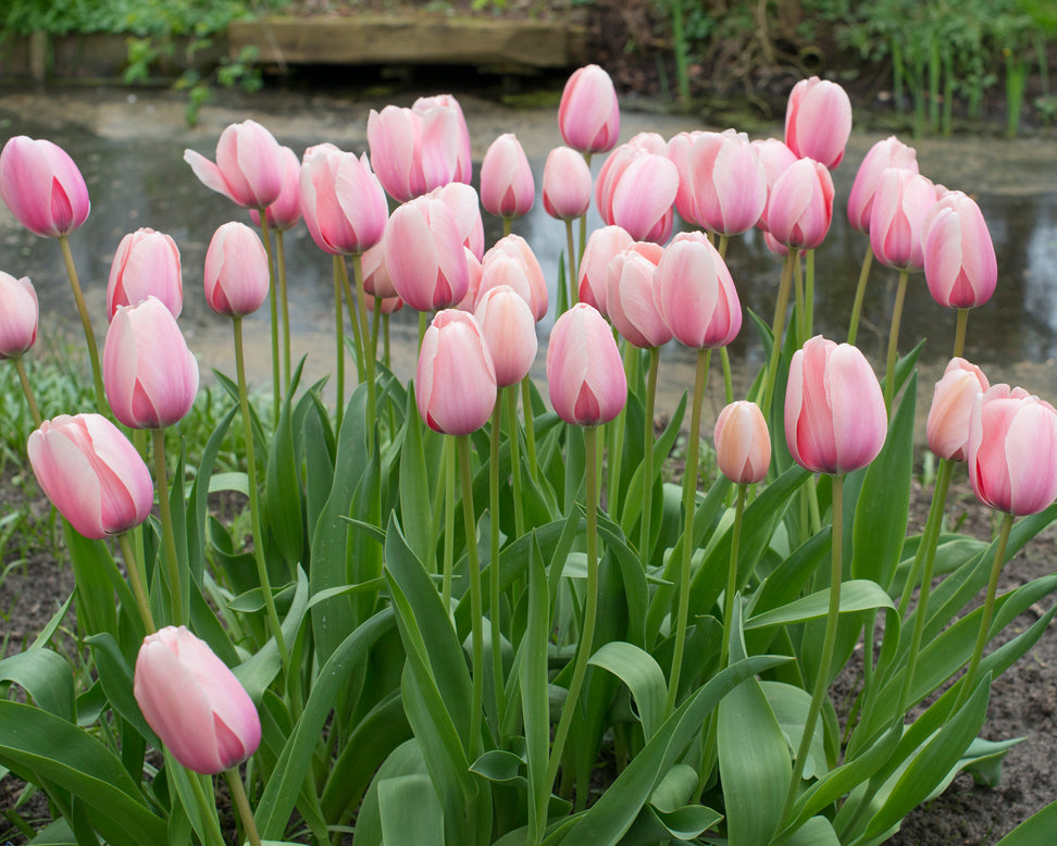 Tulip 'Salmon Impression'