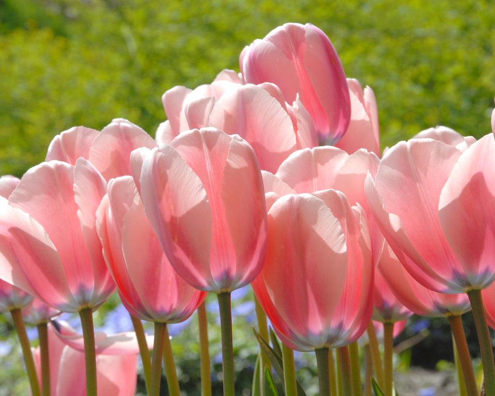 Tulip 'Salmon Impression'