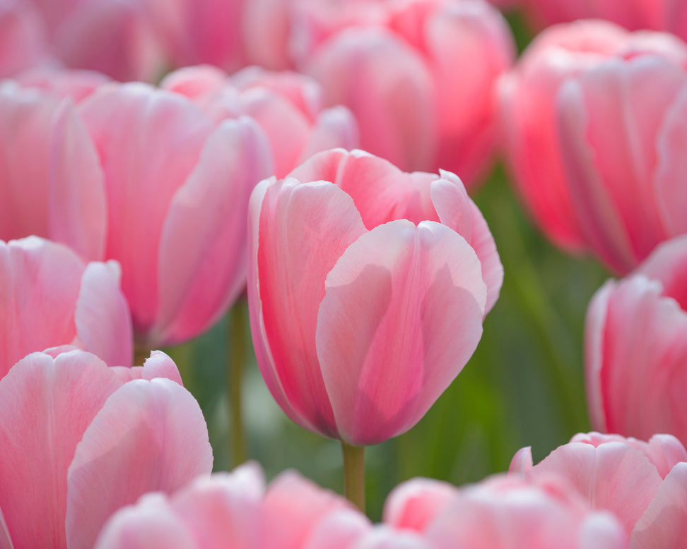 Tulip 'Salmon Impression'