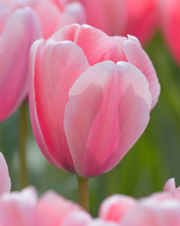 Tulip 'Salmon Impression'