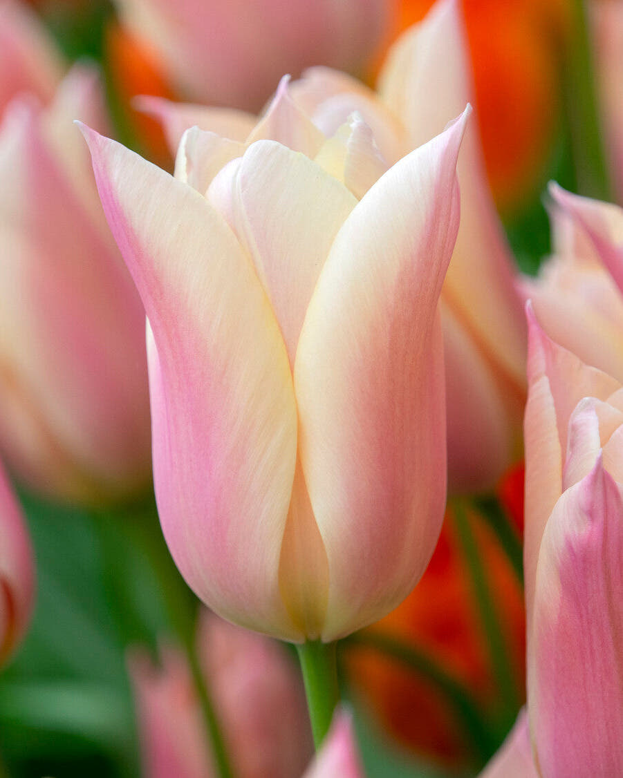Tulip 'Sanne'