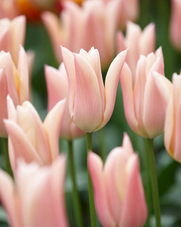 Tulip 'Sanne'