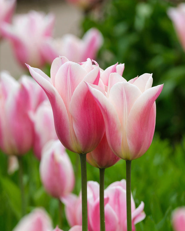 Tulip 'Sanne'