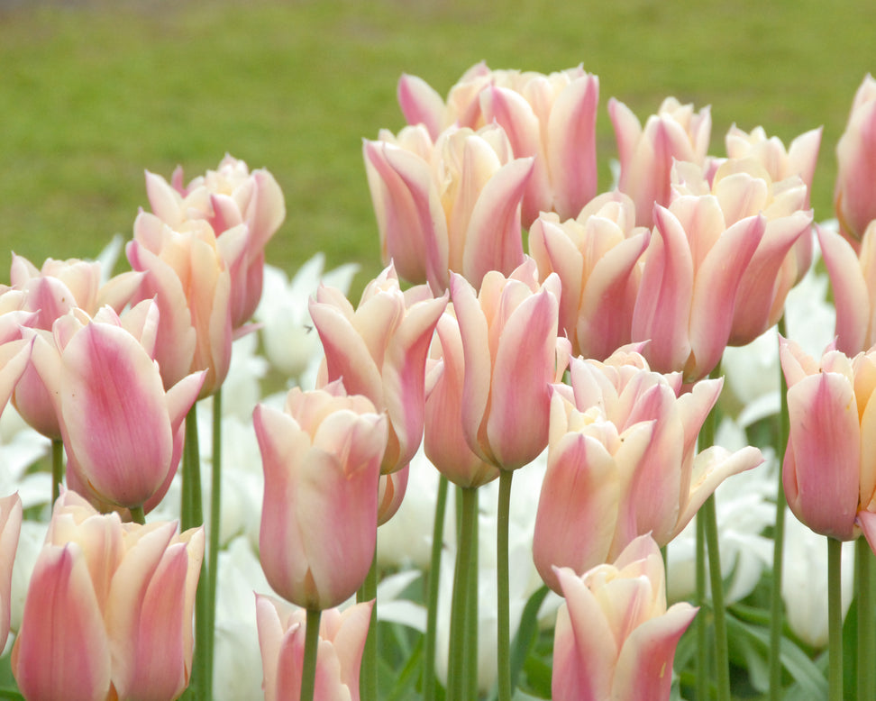 Tulip 'Sanne'