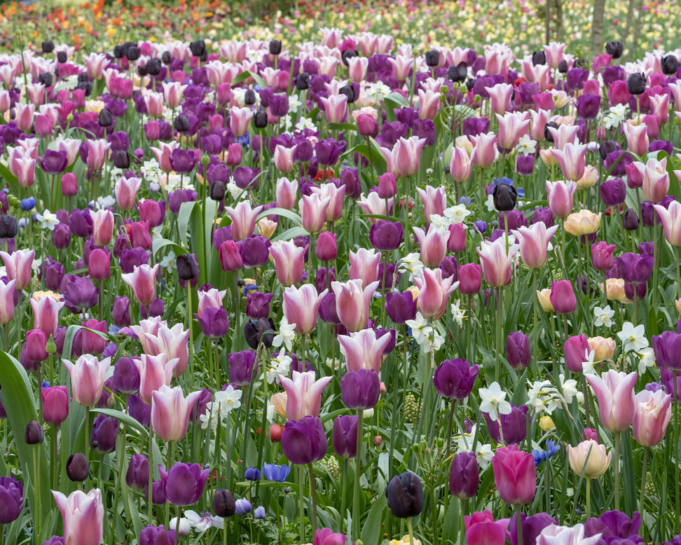 Tulip 'Sanne'