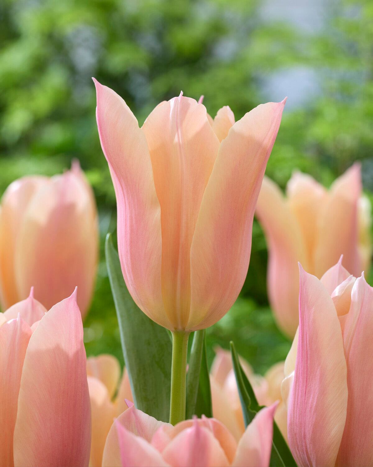 Real Tuli Tulip 'Sanne' bulbs | Buy online at Farmer Gracy UK