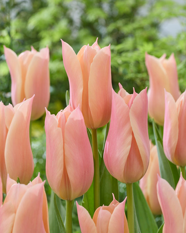 Tulip 'Sanne'
