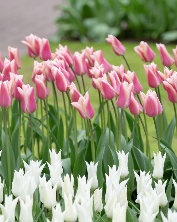 Tulip 'Sanne'