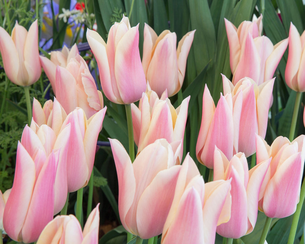 Tulip 'Sanne'