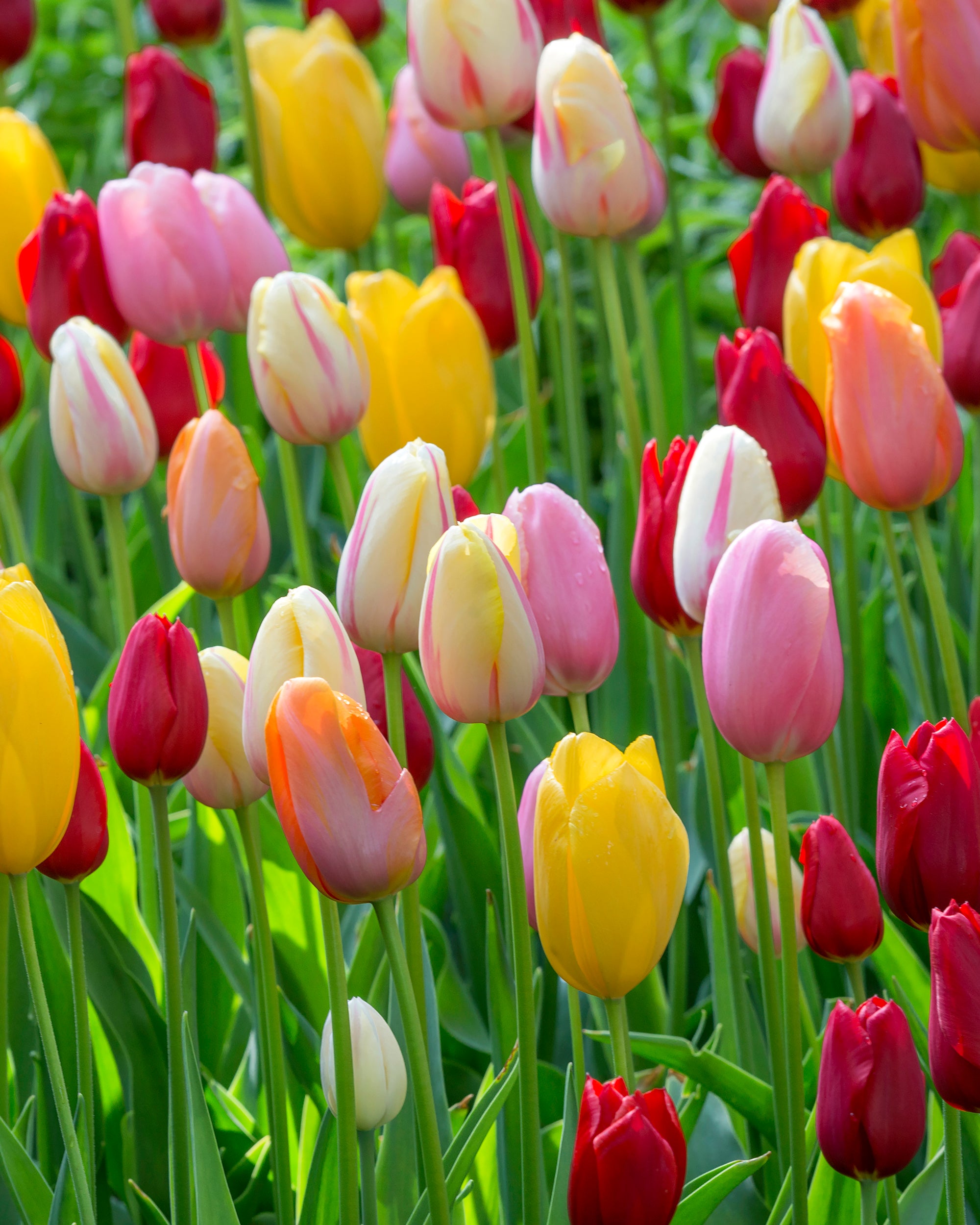 Tulip 'Single Late Mixed' bulbs | Shop mixed-coloured single late ...