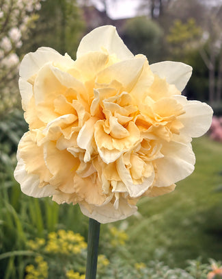 Narcissus 'Sophia'