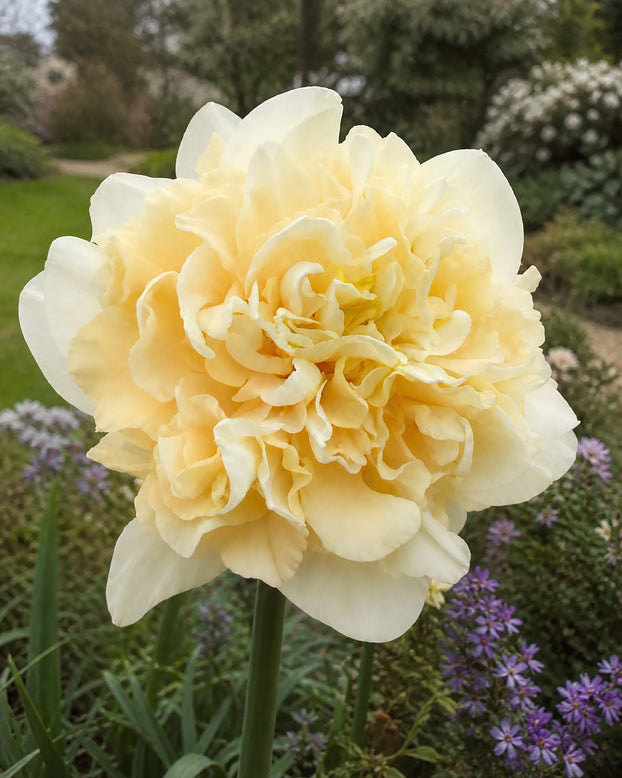 Narcissus 'Sophia'