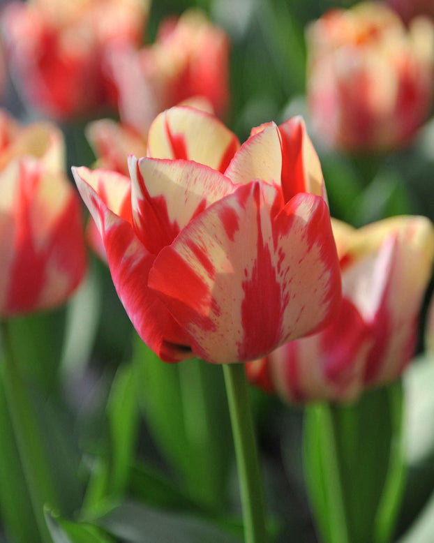 Tulip 'Spryng Rembrandt'