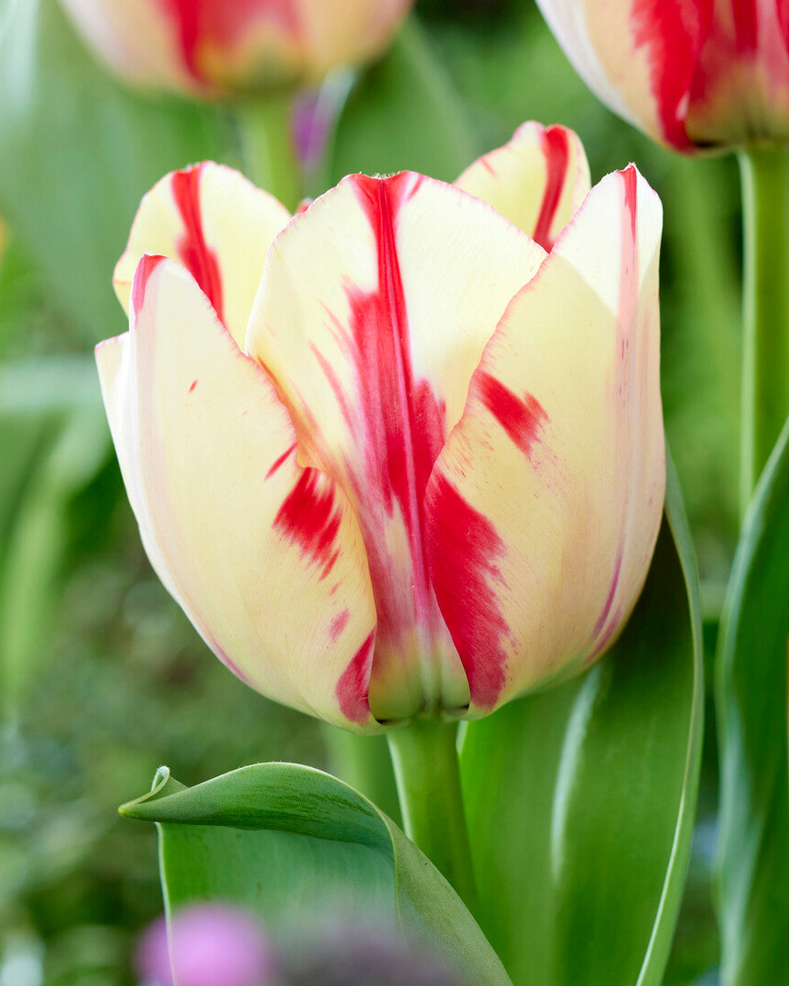 Tulip 'Spryng Rembrandt'