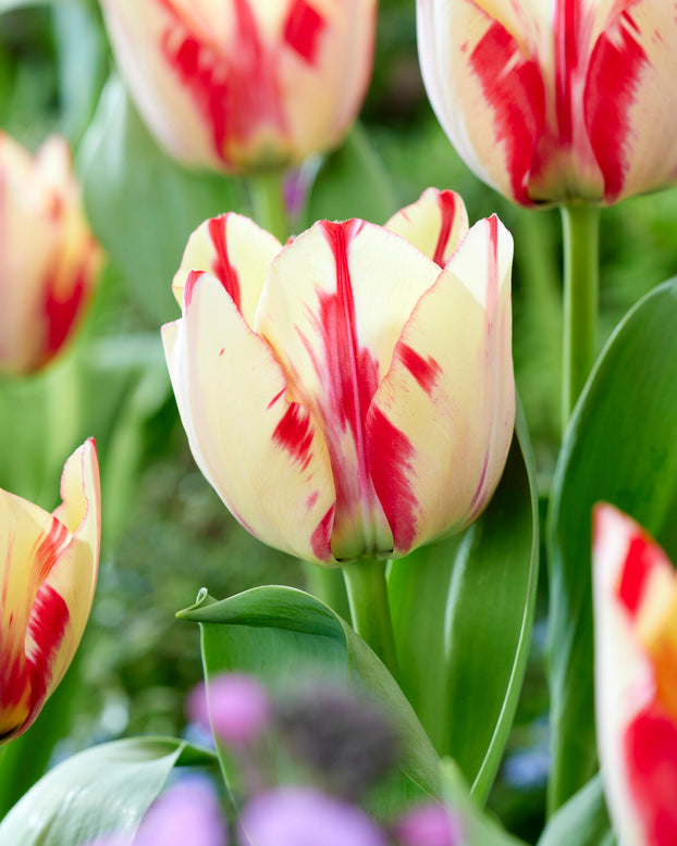 Tulip 'Spryng Rembrandt'