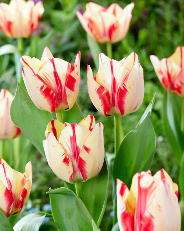 Tulip 'Spryng Rembrandt'