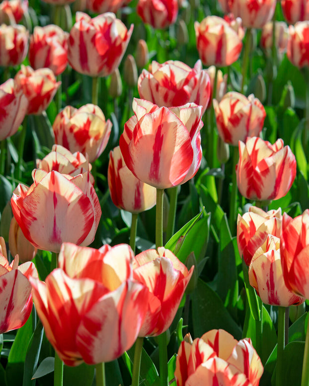 Tulip 'Spryng Rembrandt'