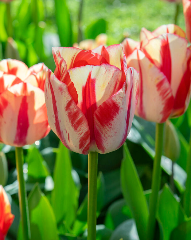 Tulip 'Spryng Rembrandt'