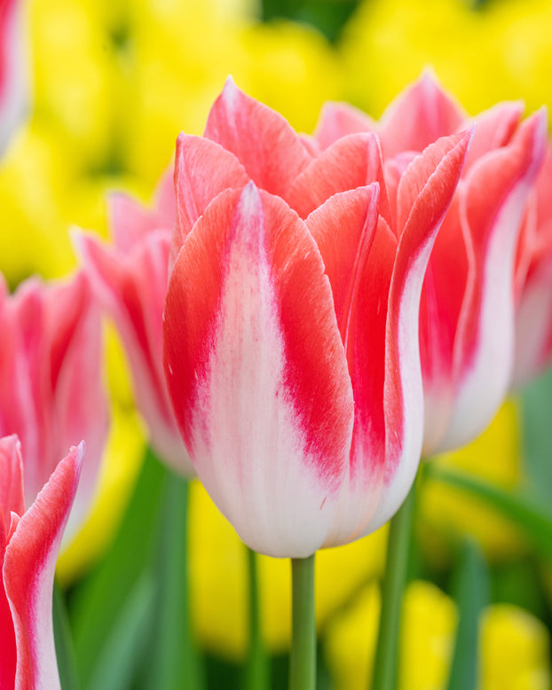 Tulip 'Strawberry Romanoff'
